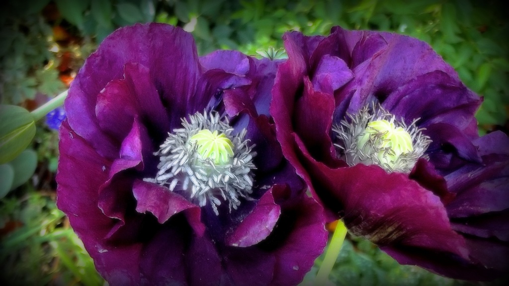 Purple poppy picture by maggiemae