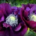 Purple poppy picture by maggiemae