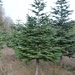 Christmas Tree - I by byrdlip