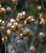 14th Dec 2013 - Snowing on Rose of Sharon