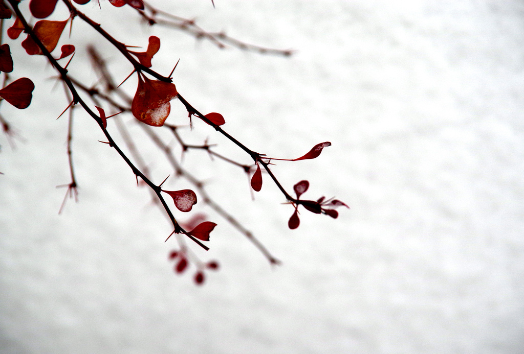 Red Leaves in Winter by houser934