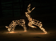 15th Dec 2013 - Day 194 Reindeer