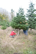 16th Dec 2013 - Chirstmas Tree - II