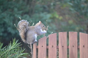 16th Dec 2013 - Squirrel's Lunch 