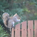 Squirrel's Lunch  by ziggy77