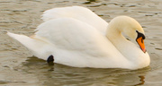 16th Dec 2013 - Swan On Water