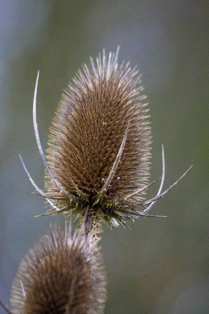 Teasel by goosemanning