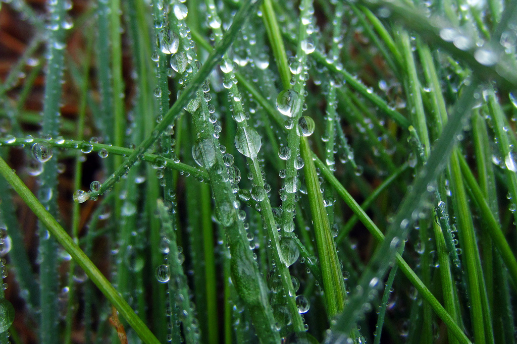 Raindrops - Lots of Raindrops! by milaniet