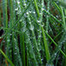 Raindrops - Lots of Raindrops! by milaniet