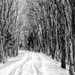 A Winter's Stroll by digitalrn