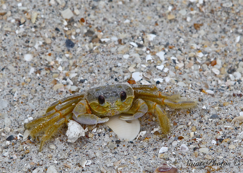 Sand Crab by stcyr1up