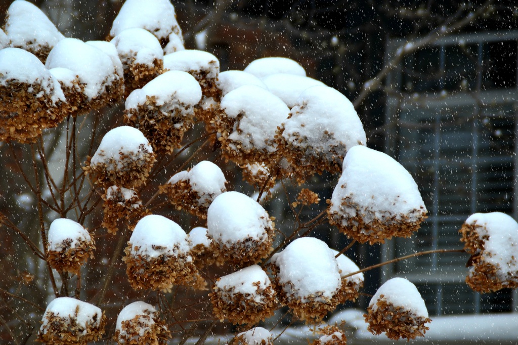 snow balls! by summerfield