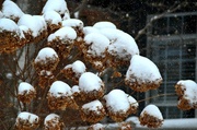 14th Dec 2013 - snow balls!