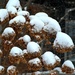 snow balls! by summerfield