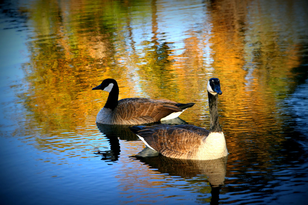 Canadian Geese  by pdulis