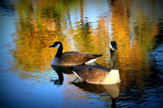 16th Dec 2013 - Canadian Geese 