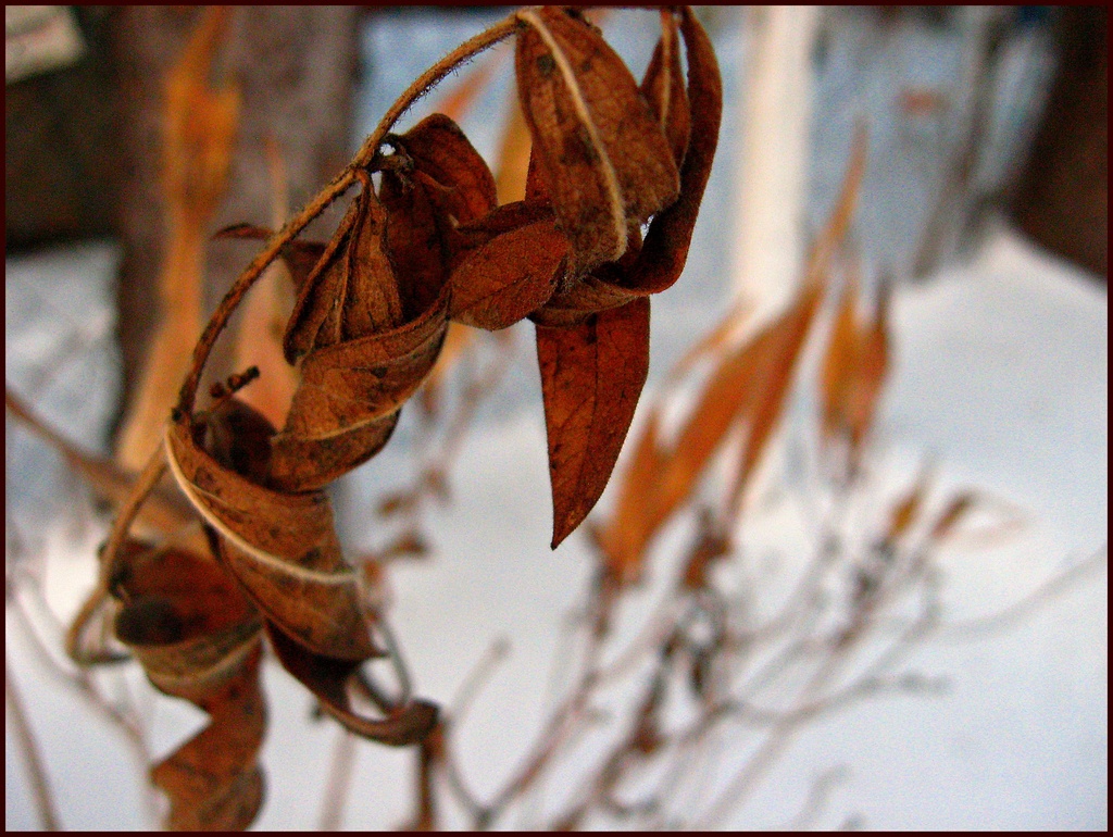 Leaves in Winter by olivetreeann