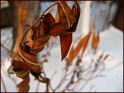 16th Dec 2013 - Leaves in Winter
