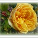 golden rose in December by quietpurplehaze