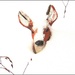Snowy Deer by olivetreeann