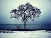 17th Dec 2013 - Winter Tree