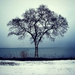 Winter Tree by pdulis