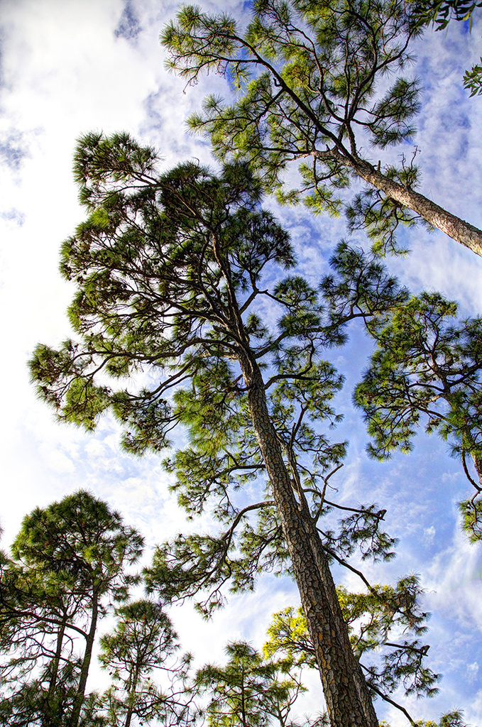 Looking Up; Morikami Garden, Florida by gardencat