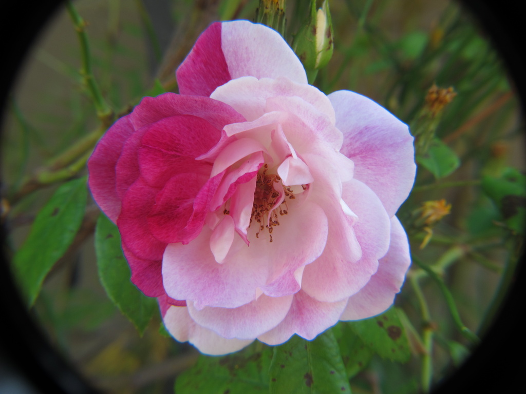 Harlequin rose by alia_801