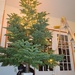 Christmas Tree - VI by byrdlip