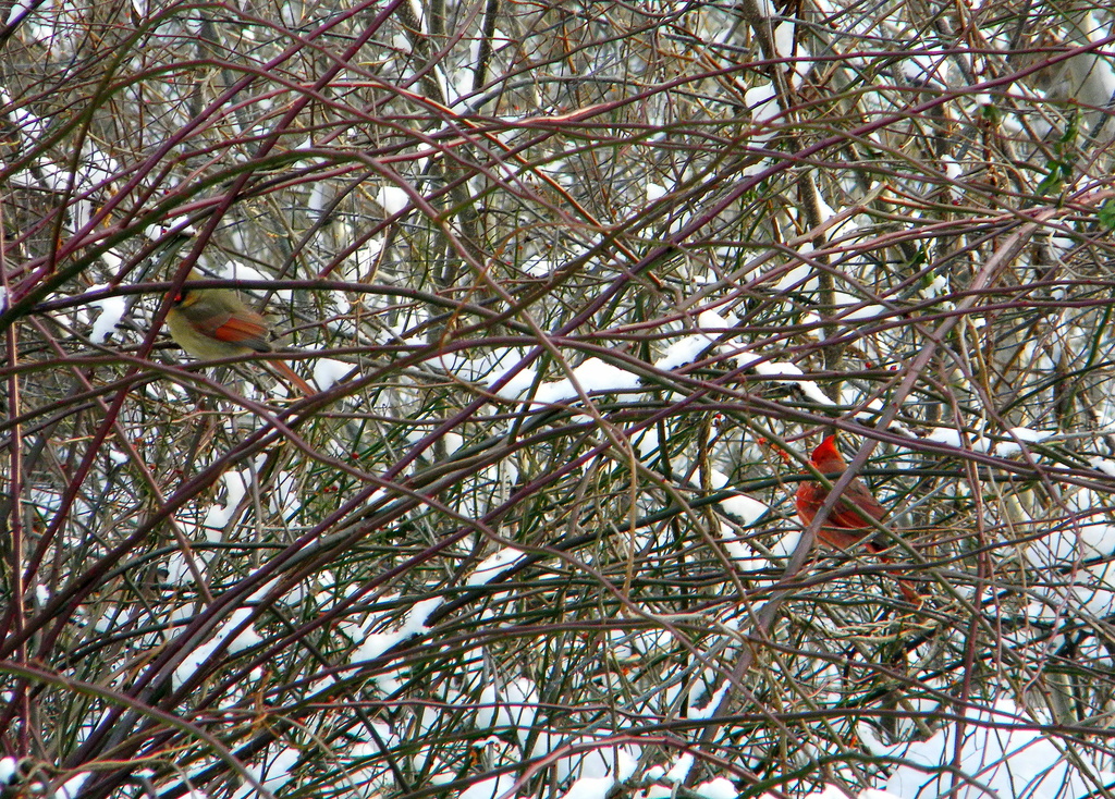 Mr. and Mrs. Cardinal don't cooperate! by homeschoolmom