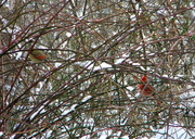 18th Dec 2013 - Mr. and Mrs. Cardinal don't cooperate!