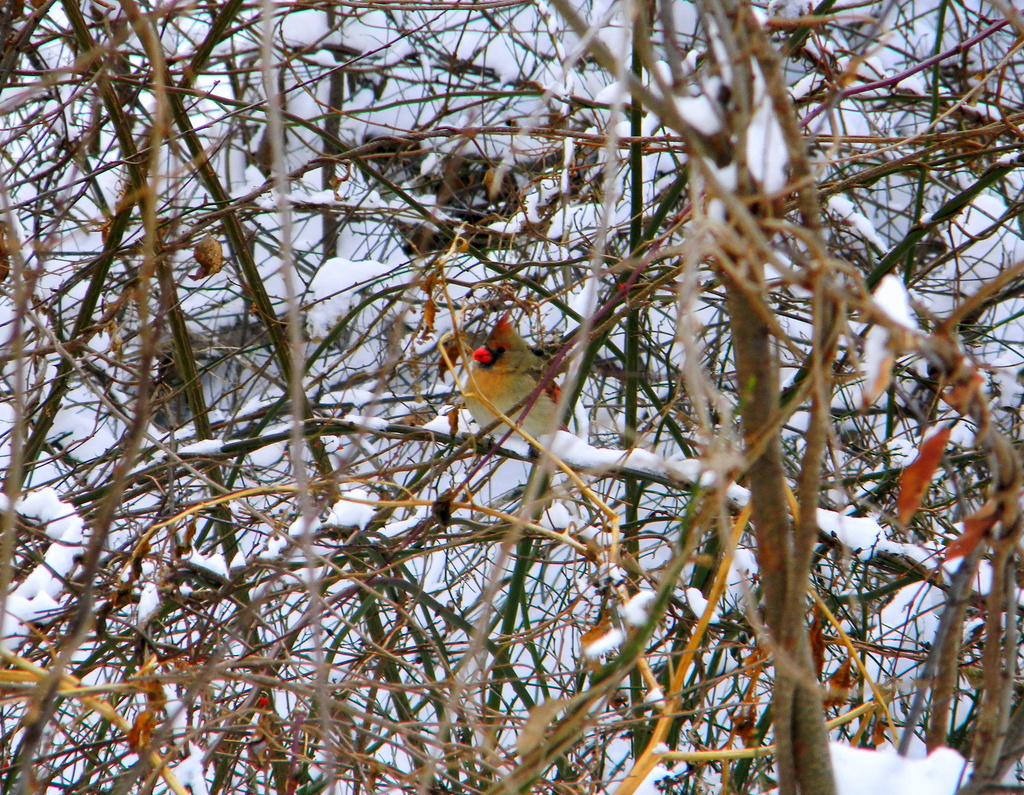 Mrs. Cardinal stops by for a visit! by homeschoolmom