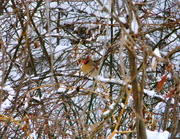 18th Dec 2013 - Mrs. Cardinal stops by for a visit!