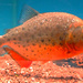 Fish Piranha by tonygig