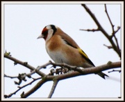 18th Dec 2013 - Goldfinch