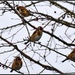 Four calling birds by rosiekind