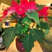 Wine and Poinsettia Christmas gift by jennymdennis