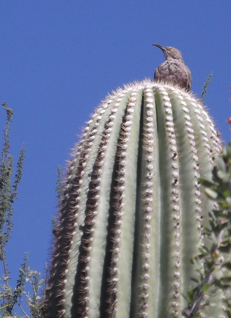 Bird on Cactus by kerristephens