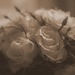 Roses by susale