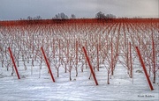 18th Dec 2013 - Snowy Vineyard
