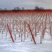 Snowy Vineyard by sbolden
