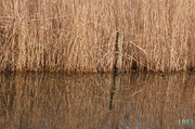 18th Dec 2013 - Reed Reflections