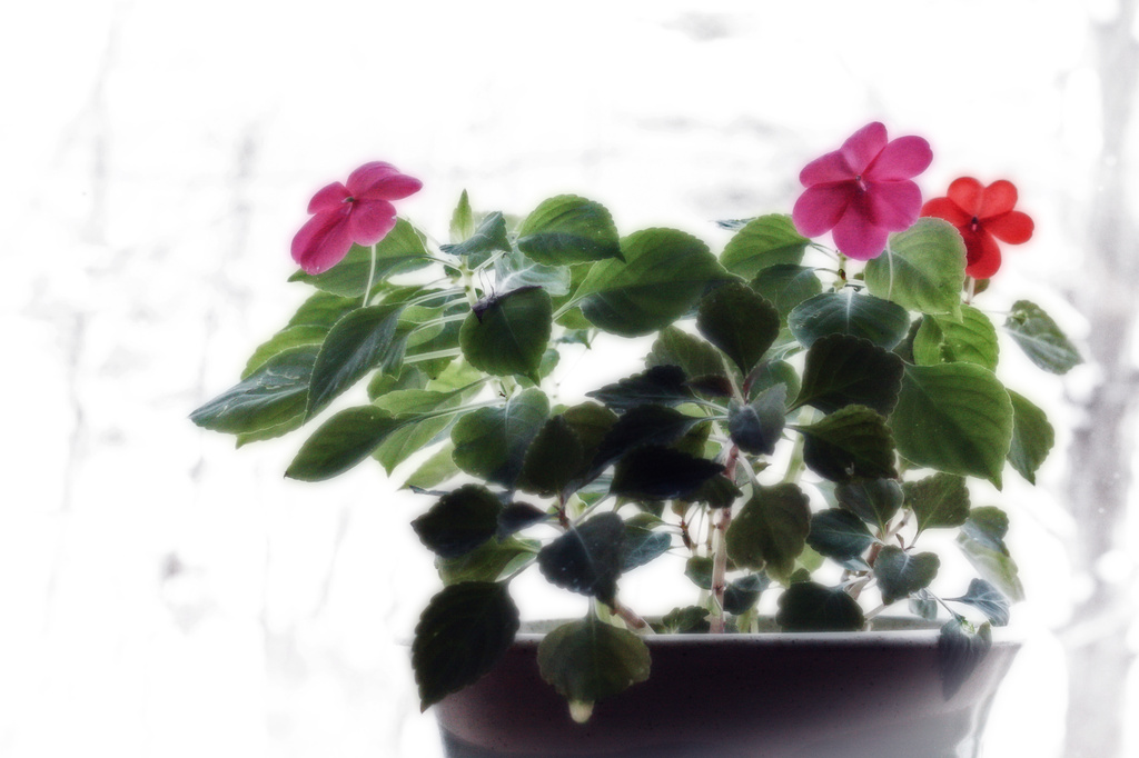 Summer Flowers in a Winter Window by mzzhope