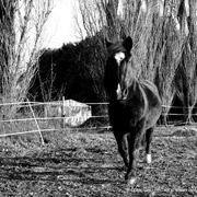 17th Dec 2013 - The gorgeous Lancelot