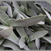  Succulents or  fat plants, by pyrrhula