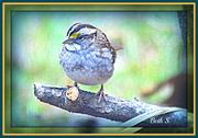 12th Dec 2013 - White Throated Sparrow