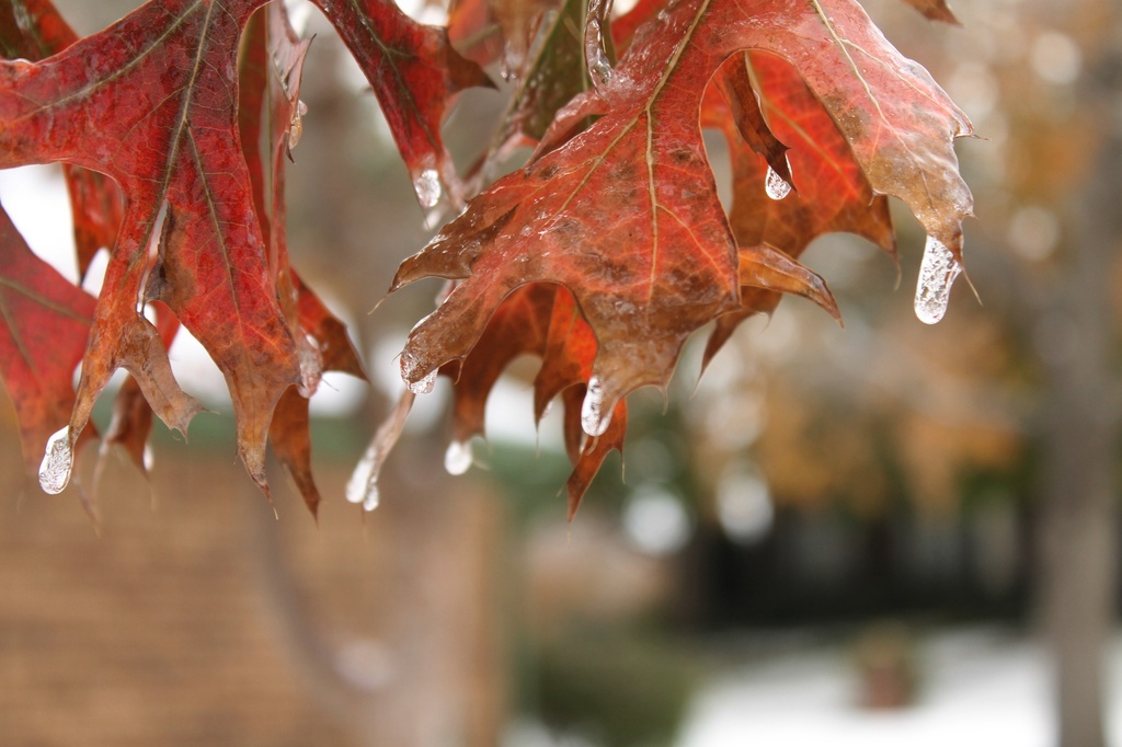 Icy leaves by judyc57
