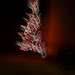 Day 197 Christmas Tree by rminer