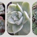 Succulents  by beryl