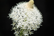 3rd Jul 2013 - Beargrass Mt Rainier